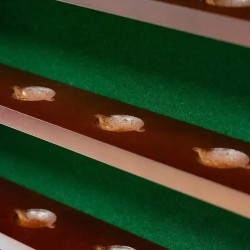 Longridge - Vente présentoir à balles de golf 49 balles