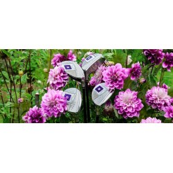 On Off - Hybride Utility Wings Lady équipement de golf pour femme