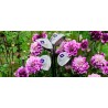 On Off - Hybride Utility Wings Lady équipement de golf pour femme